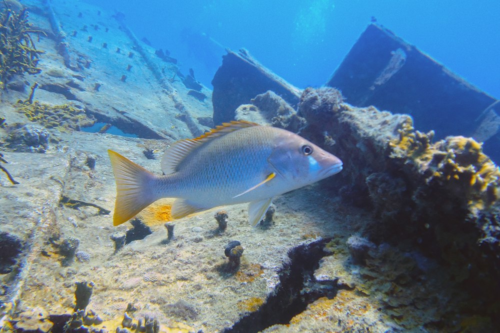 A dog snapper swimming over a wreck off St. Thomas