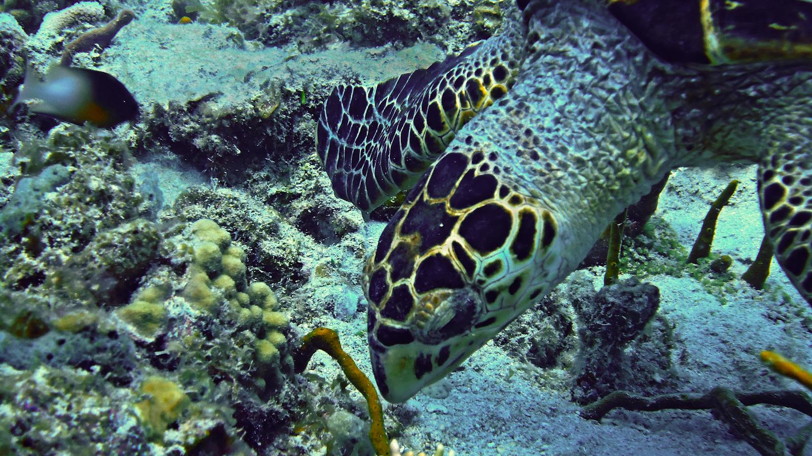 A hawksbill turtle over the reef in St. Thomas waters